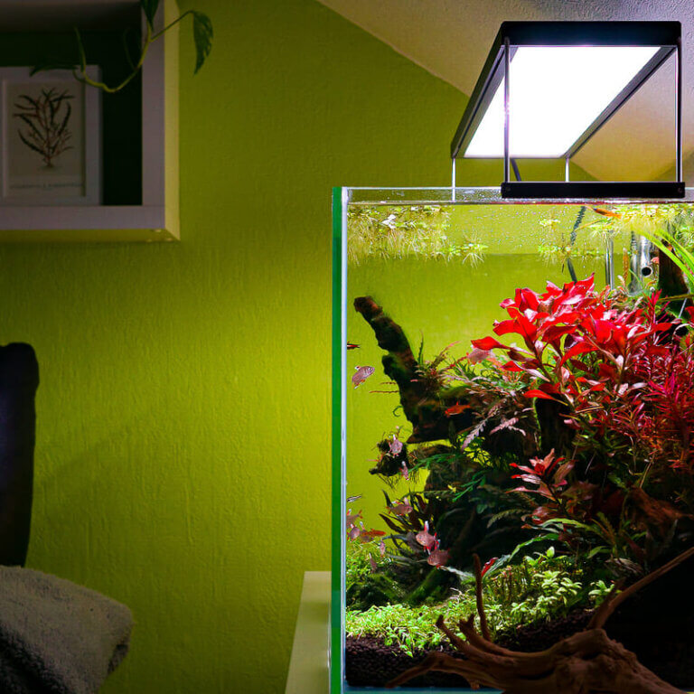 Aquascape Aquarium mit roter Pflanze unter Chihiros WRGB LED Beleuchtung
