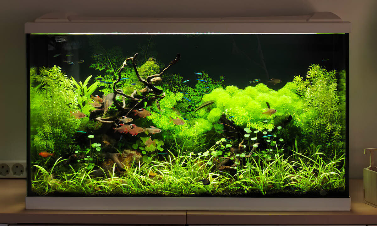 Großes Aquarium mit dichter Bepflanzung unter JBL Solar Natur LED Beleuchtung