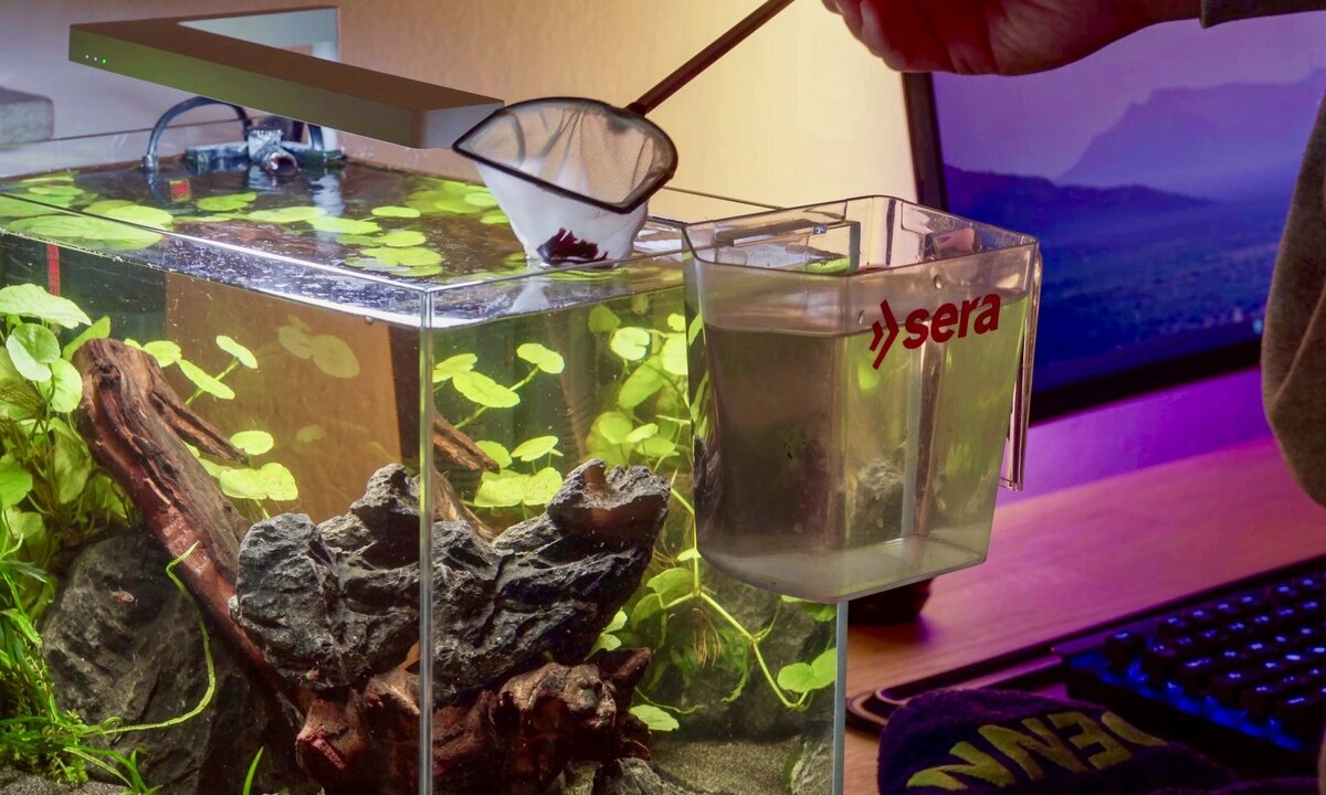 Fisch wird nach der Eingewöhnung mit Kescher aus einem Behälter ins Aquarium umgesetzt