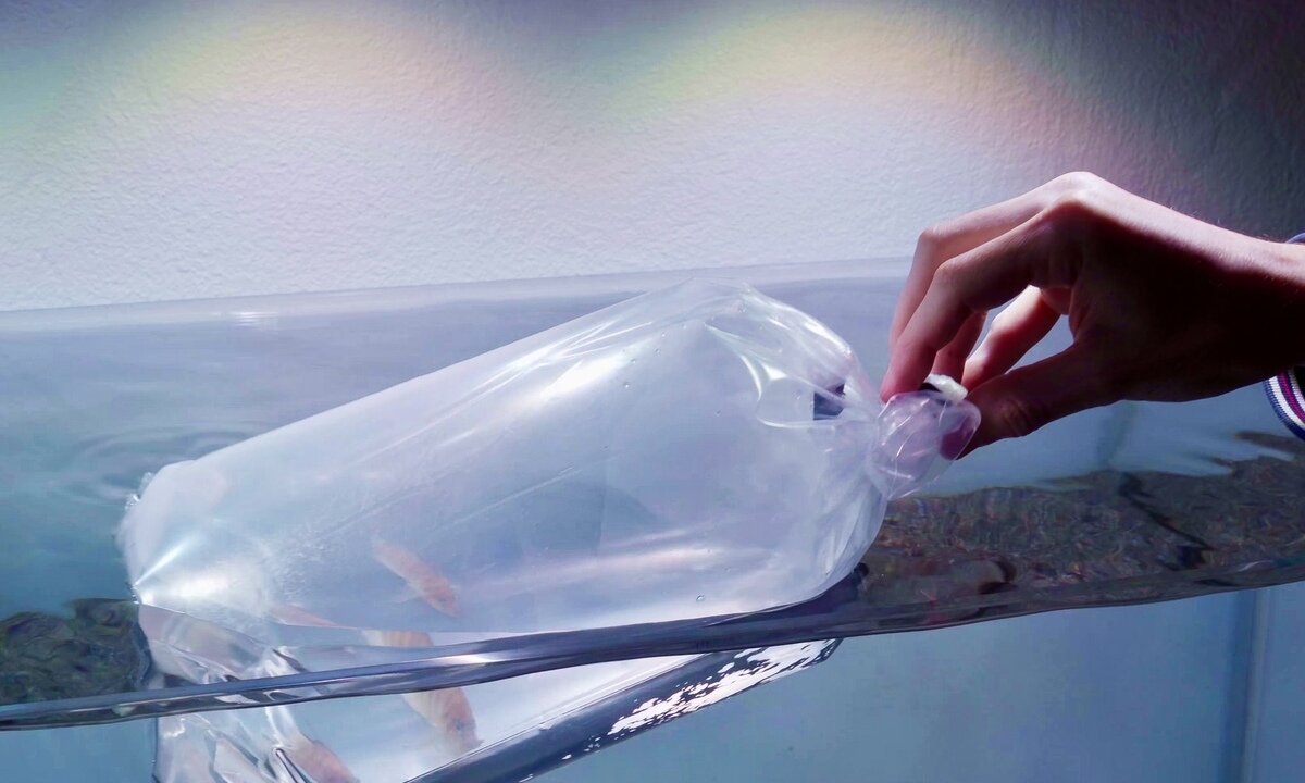 Fische im Transportbeutel zur Temperaturangleichung im Aquarium