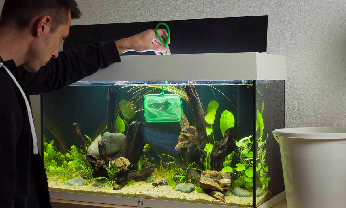 Fische werden im Aquarium vorsichtig mit einem Kescher umgesetzt