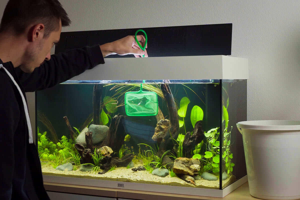 Fische werden im Aquarium vorsichtig mit einem Kescher umgesetzt