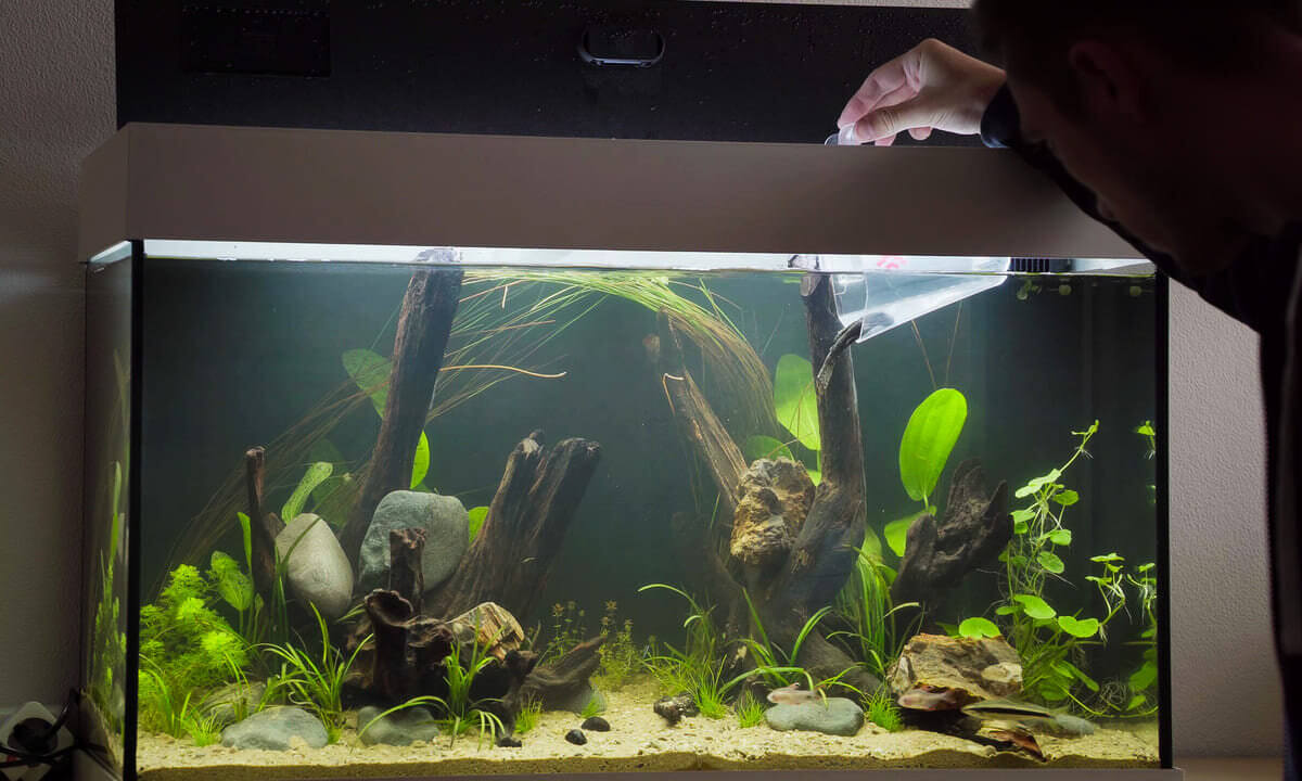 Fische werden mit einem Becher schonend ins Aquarium eingesetzt
