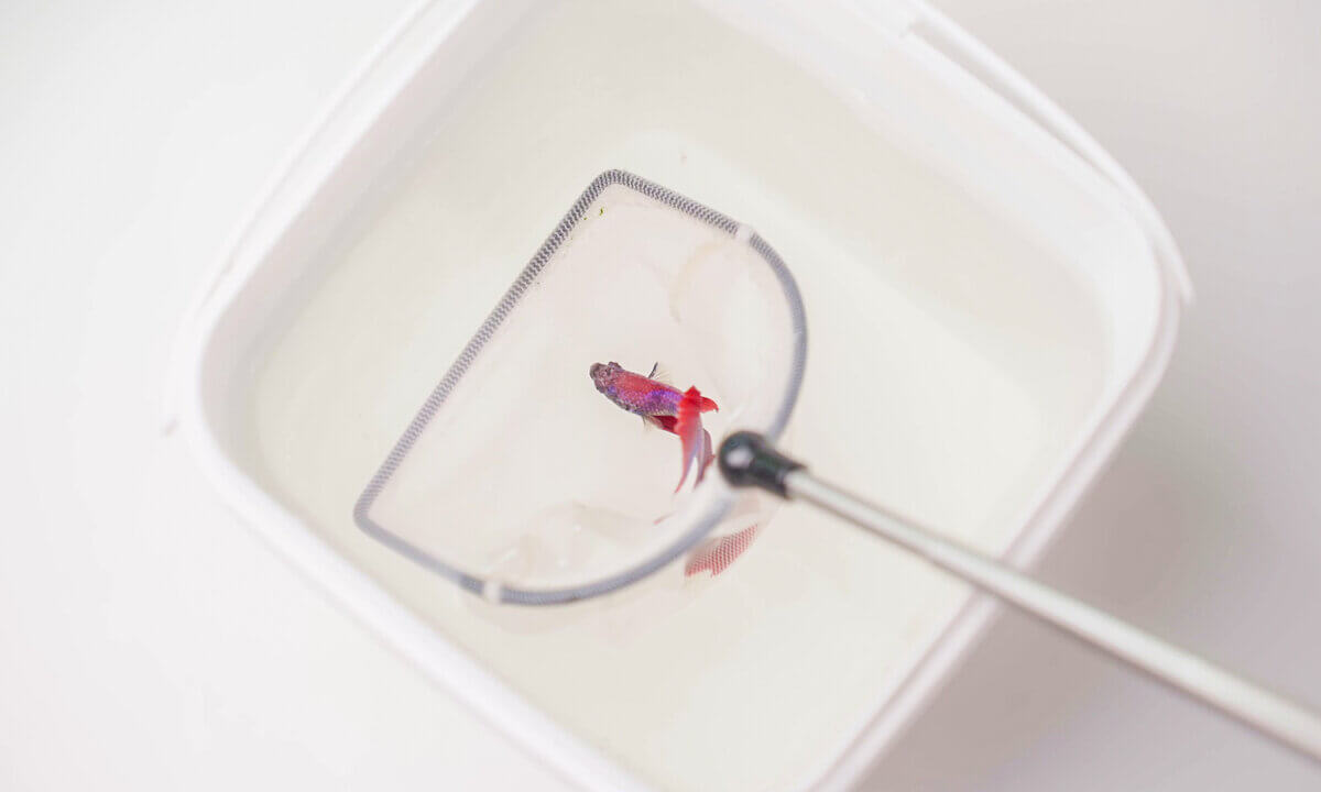 Fisch wird mit einem Kescher aus einem Behälter umgesetzt
