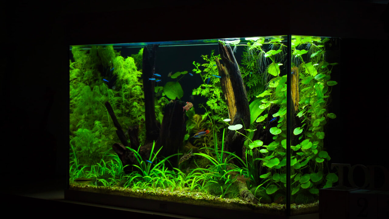 Juwel Rio 125 Aquarium fertig eingerichtet mit Pflanzen und Fischen