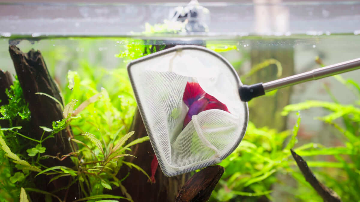 Kampffisch wird vorsichtig mit einem Kescher ins Aquarium eingesetzt