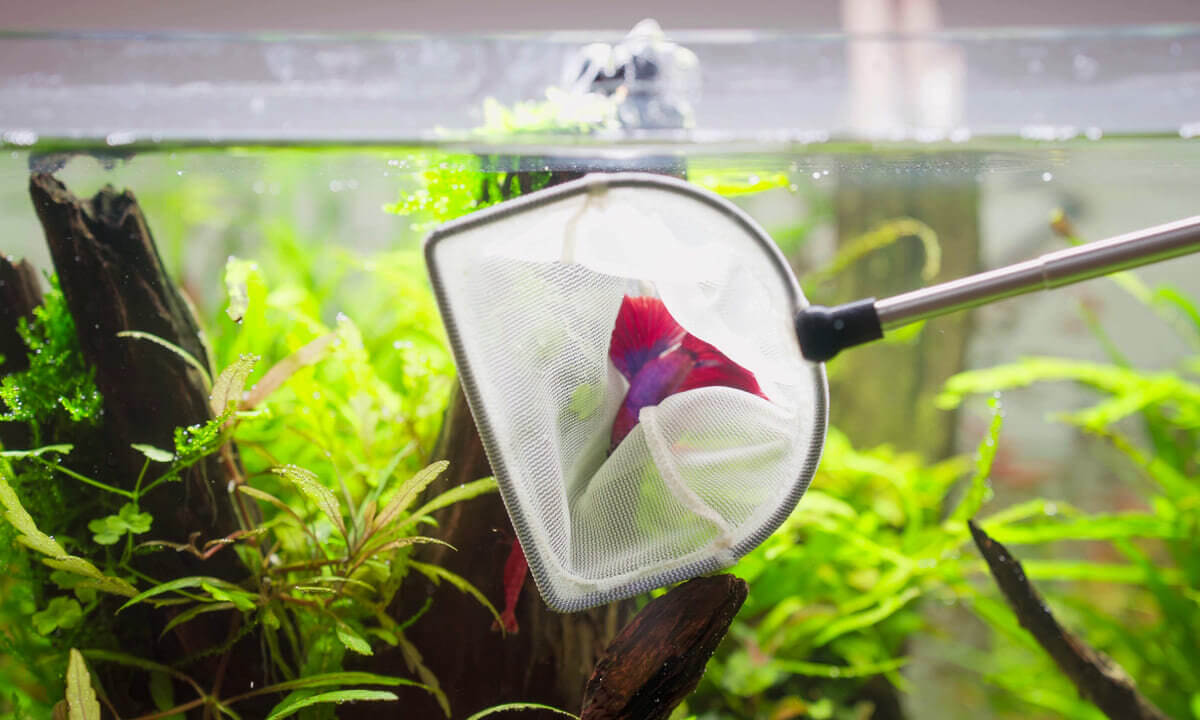 Kampffisch wird vorsichtig mit einem Kescher ins Aquarium eingesetzt