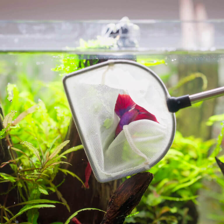 Kampffisch wird vorsichtig mit einem Kescher ins Aquarium eingesetzt