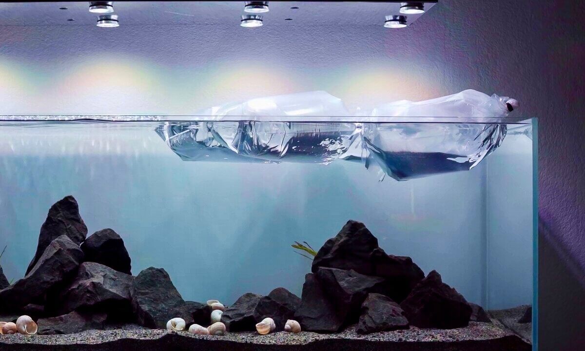 Mehrere Fische werden gleichzeitig im Beutel an das Aquarium angepasst