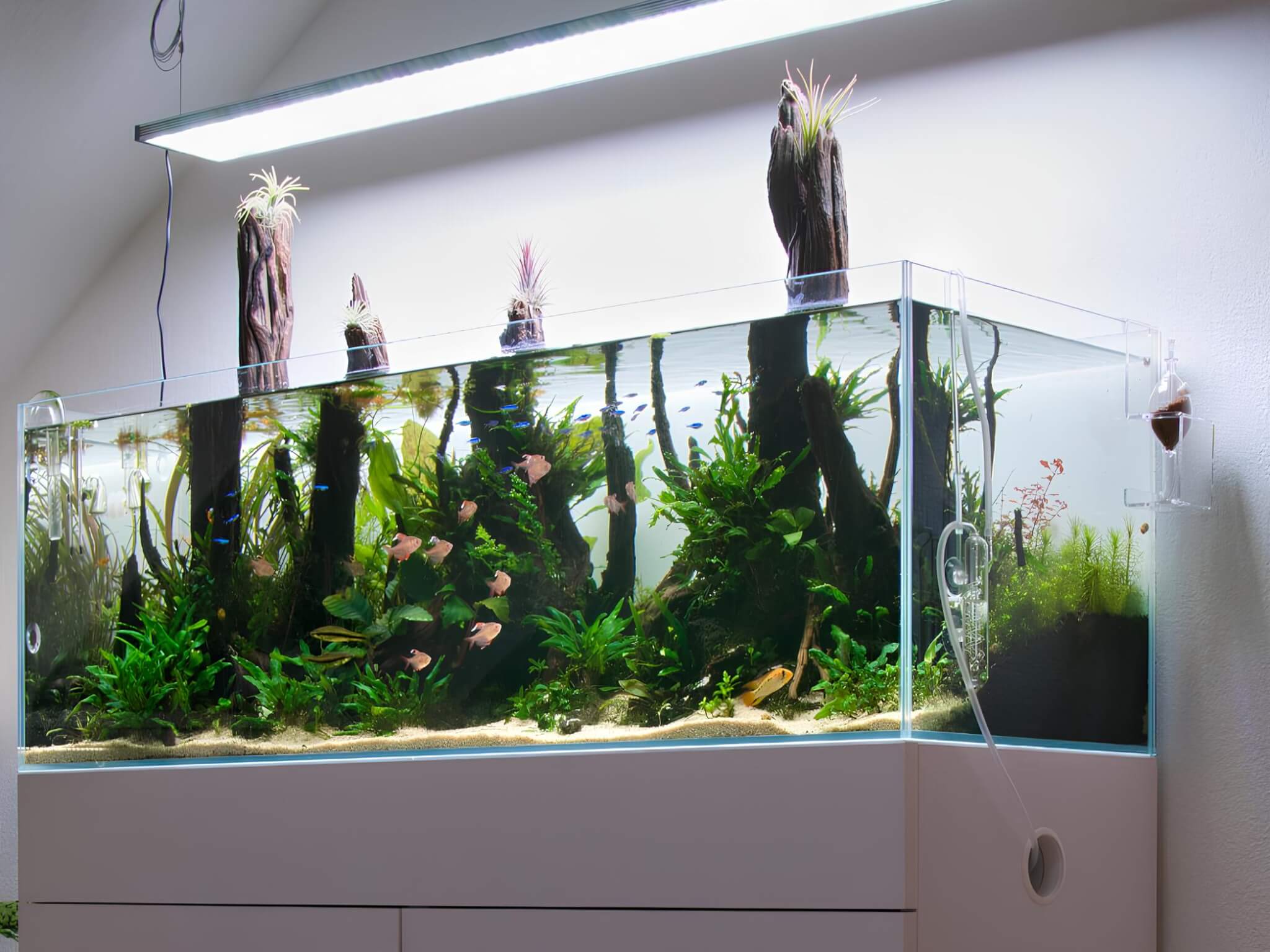 120P Naturaquarium mit großen Wurzeln, Sandweg und emersen Tillandsien über der Wasseroberfläche