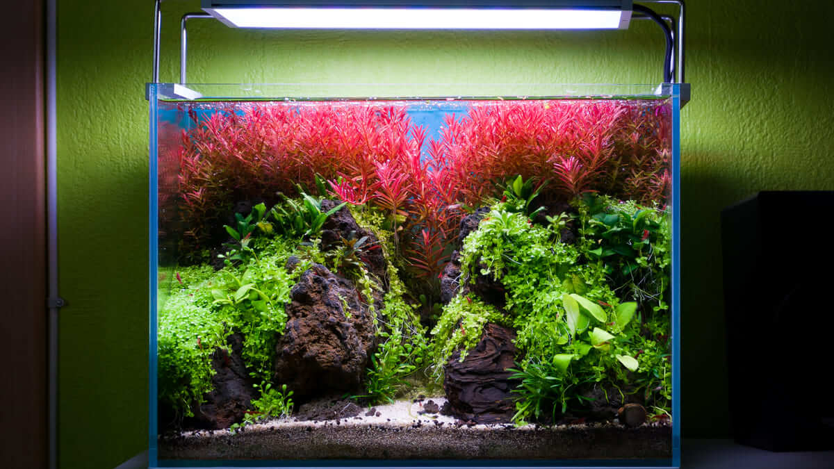 20 Liter Nano Aquascape mit Schlucht, Sandweg und Rotala H’ra im Hintergrund
