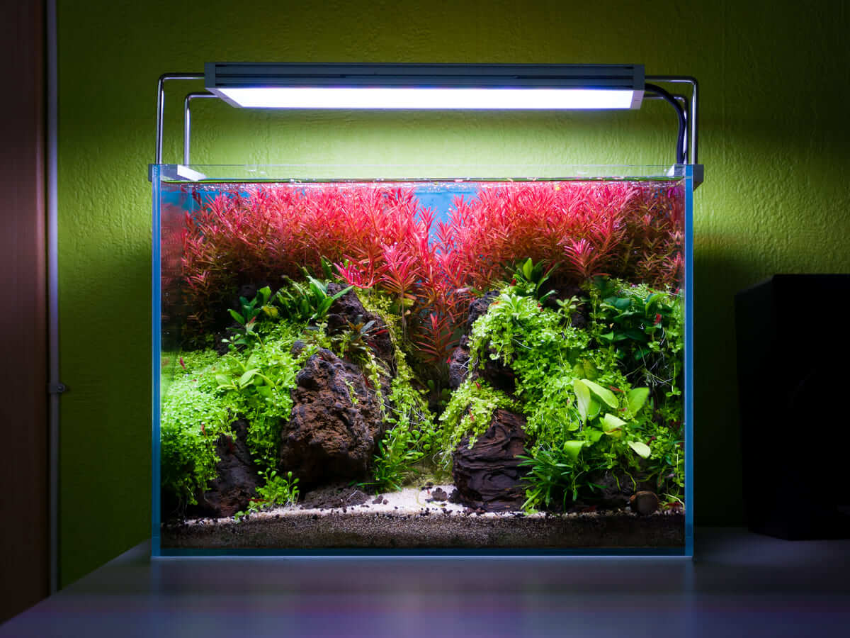 20 Liter Nano Aquascape mit Schlucht, Sandweg und Rotala H’ra im Hintergrund