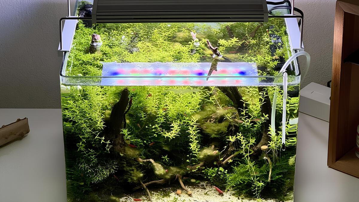 Eingewachsenes 35 Liter Nano-Aquascape im Waldstil mit dichter Bepflanzung, Moorwurzeln und Garnelen