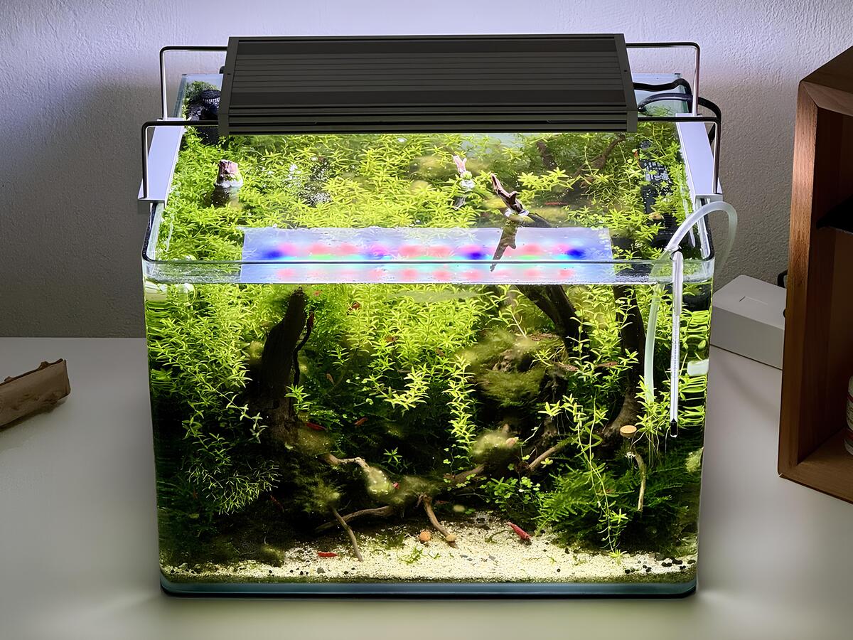 Eingewachsenes 35 Liter Nano-Aquascape im Waldstil mit dichter Bepflanzung, Moorwurzeln und Garnelen