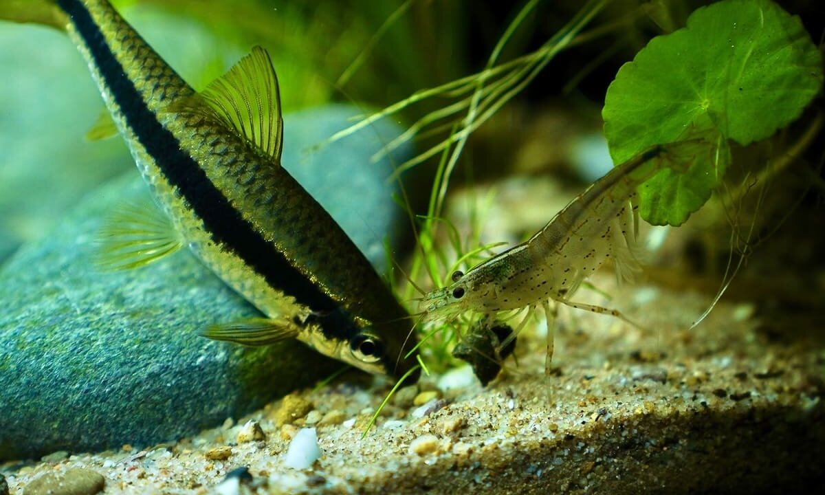 Amanogarnele und Siamesische Rüsselbarbe fressen an einem Garnelenstick im Aquarium