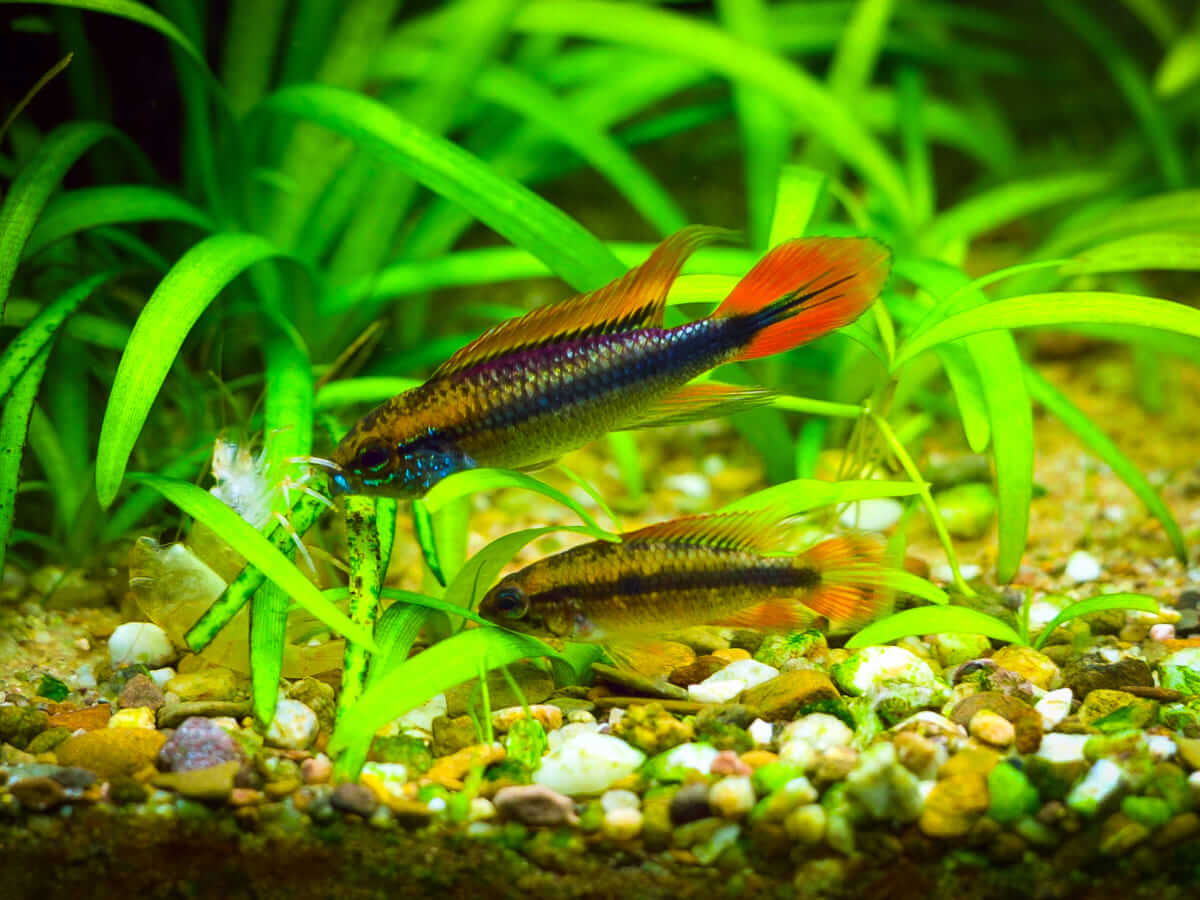 Apistogramma agassizii Double Red Männchen und Weibchen im Aquarium