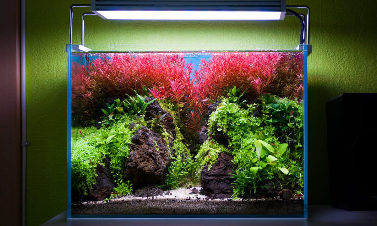 Aquarium einrichten lassen in Göppingen – Aquascape mit roten Pflanzen und Naturdesign