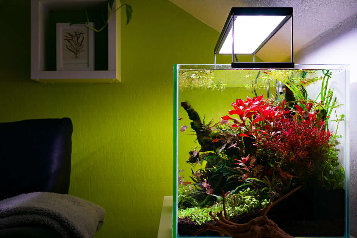 Fertig eingerichtetes Aquarium im Wohnzimmer nach Aquascaping Service