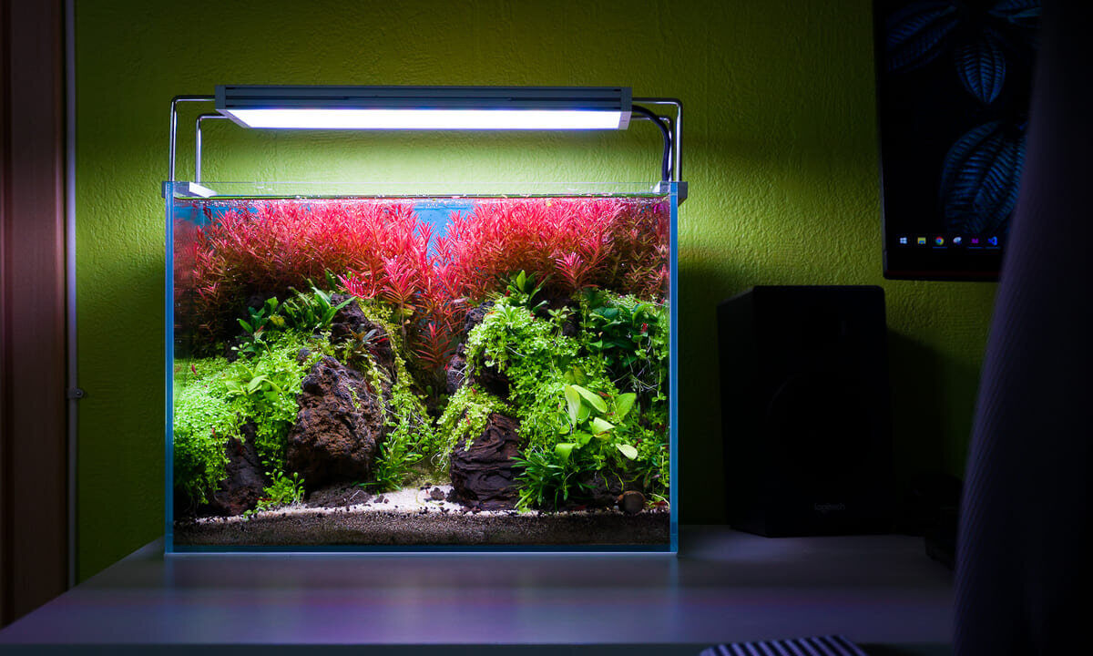 Modernes Aquascape mit LED-Aquariumbeleuchtung und kräftigem Pflanzenwachstum