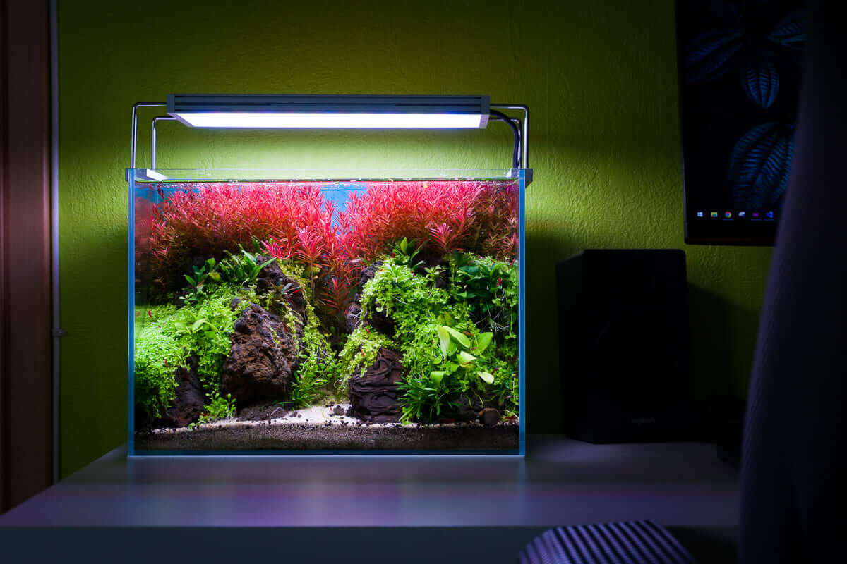 Modernes Aquascape mit LED-Aquariumbeleuchtung und kräftigem Pflanzenwachstum