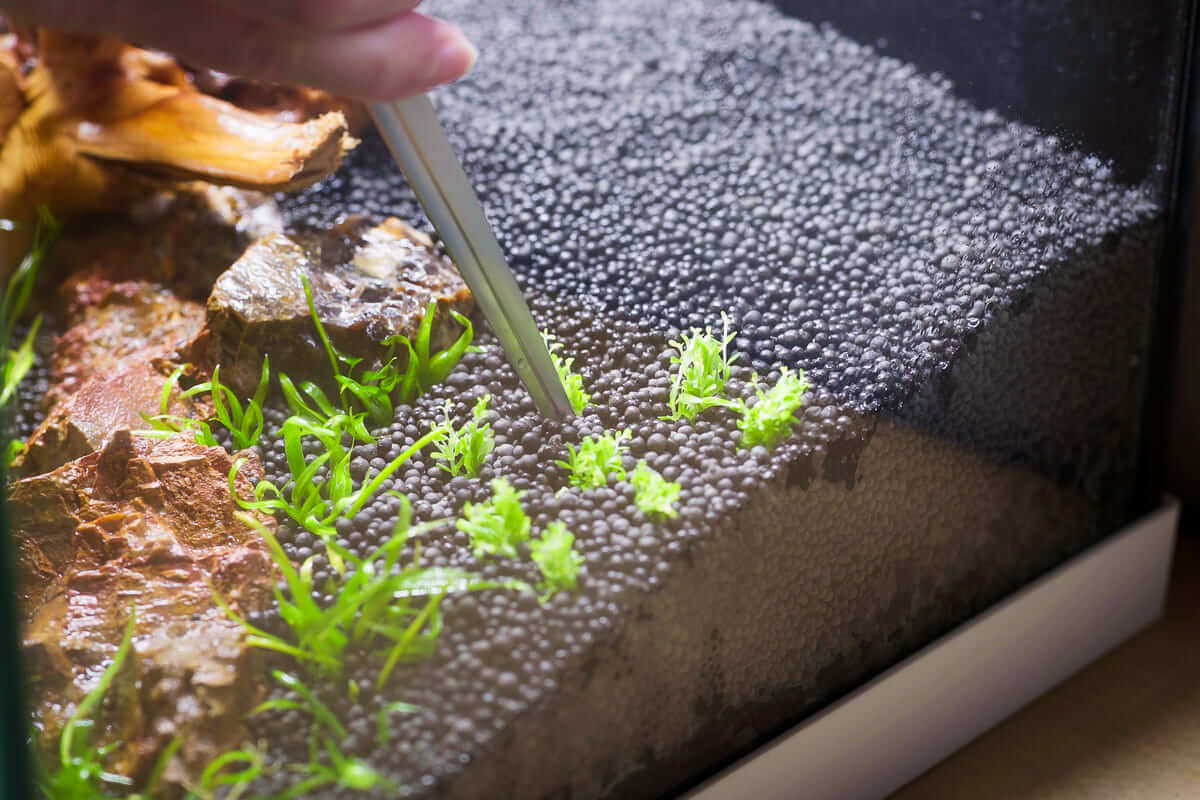 Aquarium Pflanzen einsetzen mit Pinzette beim Aquascaping