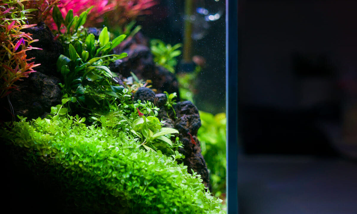 Gesunde Aquarienpflanzen mit Bodendecker und roten Stängelpflanzen bei starker LED-Beleuchtung im Aquarium
