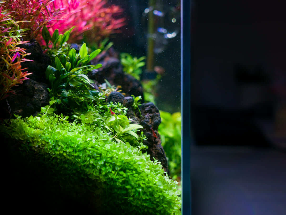 Gesunde Aquarienpflanzen mit Bodendecker und roten Stängelpflanzen bei starker LED-Beleuchtung im Aquarium
