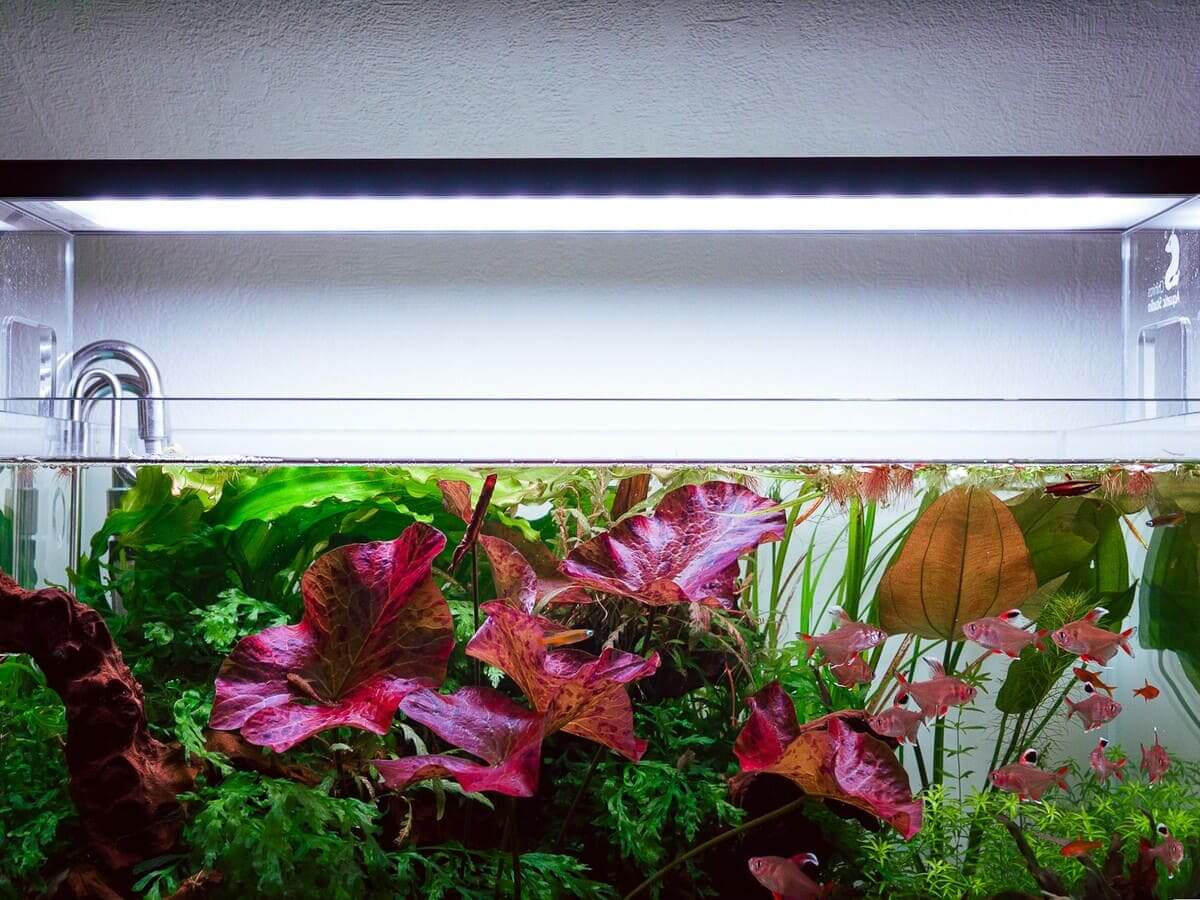 Bepflanztes Aquarium mit verschiedenen Aquarienpflanzen und rotem Tigerlotus