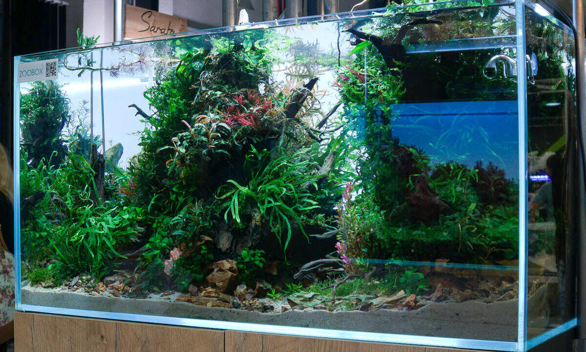 Großes Aquascape mit vielen Wasserpflanzen und natürlichem Hardscape-Aufbau