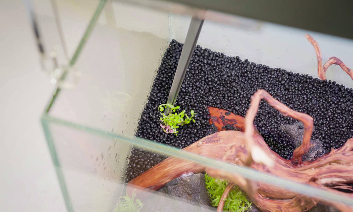 Pinzette beim Einsetzen von Pflanzen in ein Aquarium mit Soil