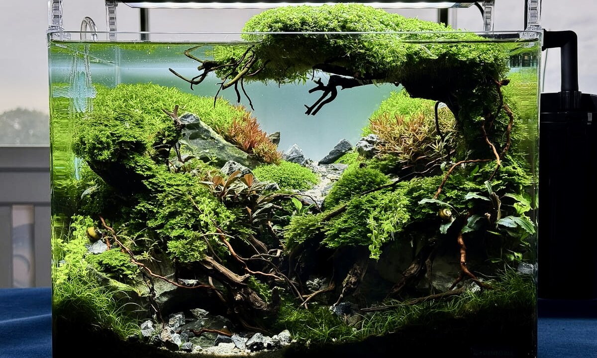 Preisgekröntes Aquascape eines Aquascaping-Wettbewerbs