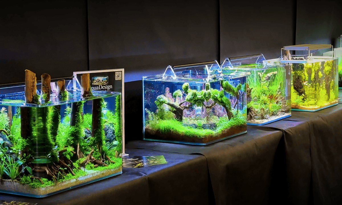 Nano-Aquascapes beim ENAC - einem Aquascaping-Wettbewerb auf der Aqua Expo XXL in Hamm