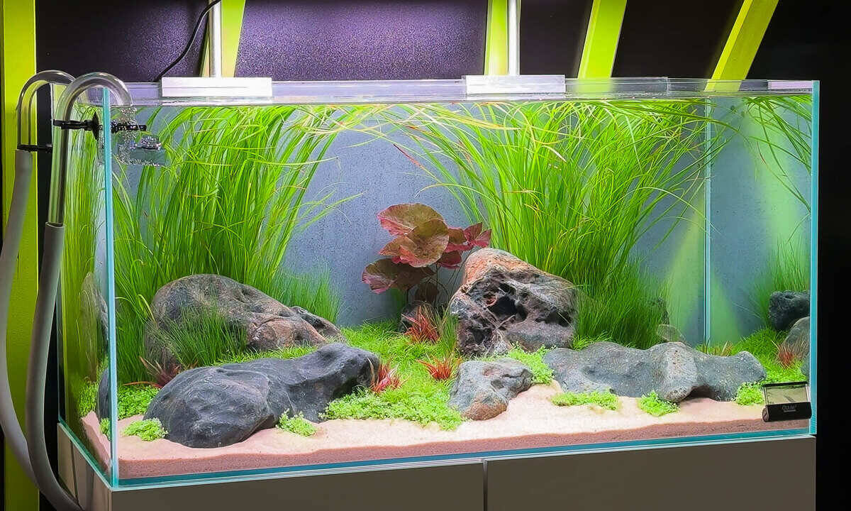 Bepflanztes Aquarium mit Steinen, Sand und Außenfilter