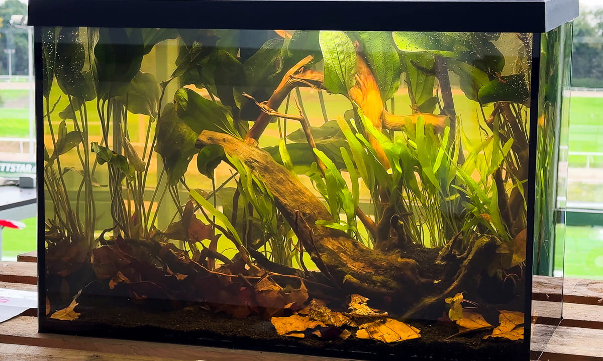Ein naturnahes Biotop-Aquarium mit gelblich gefärbtem Schwarzwasser, echten Holzwurzeln und Laub auf dem Bodengrund
