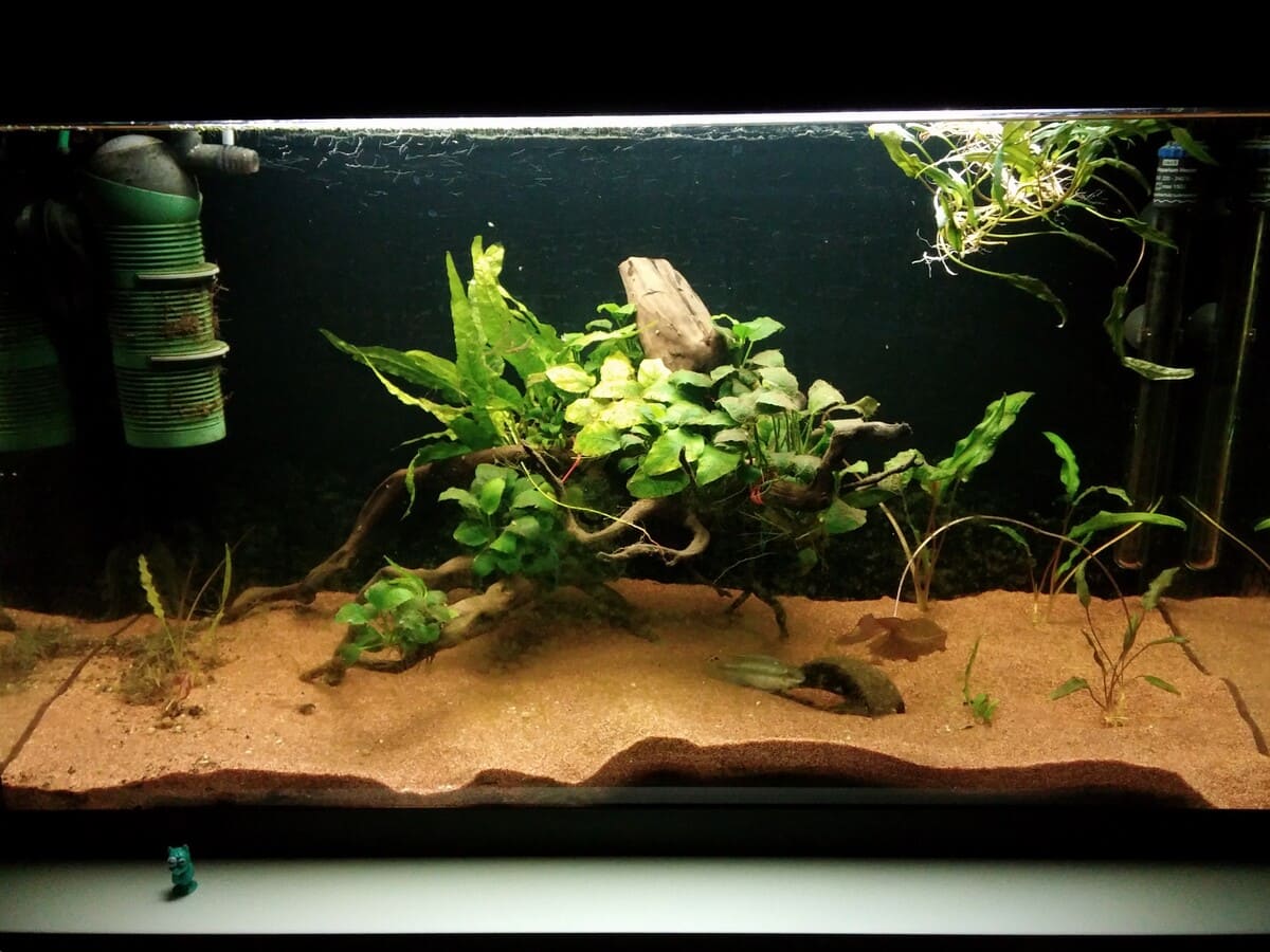 Früheres Aquarium als Beispiel für den Lernprozess vom Anfängerbecken zum natürlich gestalteten Aquarium