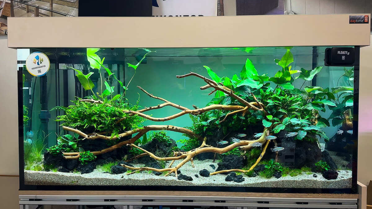 Großes bepflanztes Aquarium ab 300 Liter mit Wurzeln und Kongosalmlern
