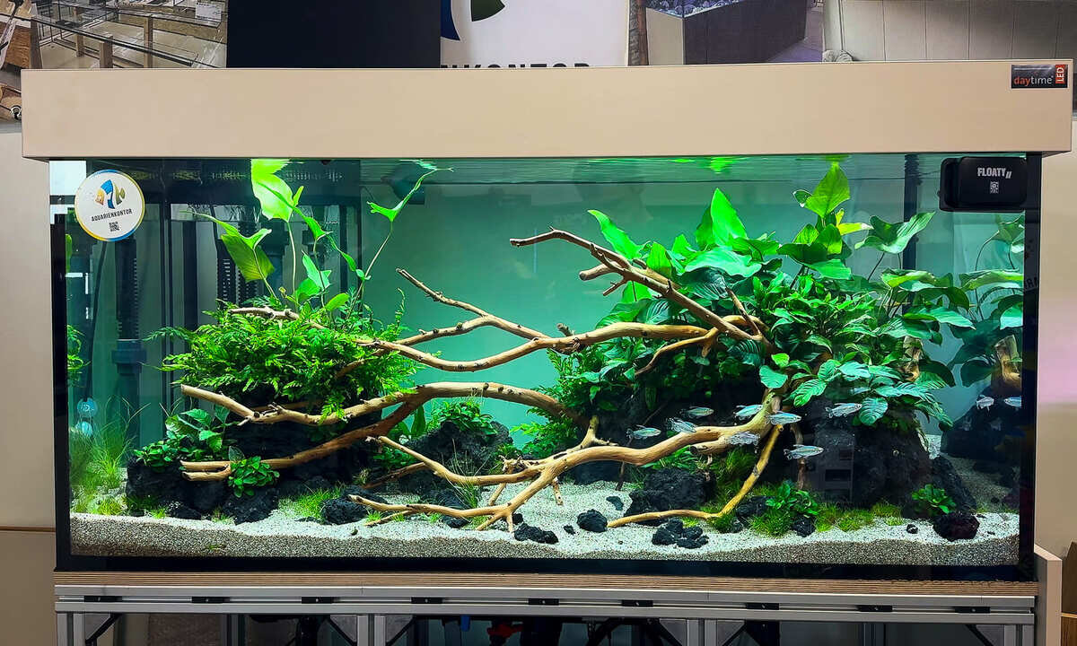 Großes bepflanztes Aquarium ab 300 Liter mit Wurzeln und Kongosalmlern