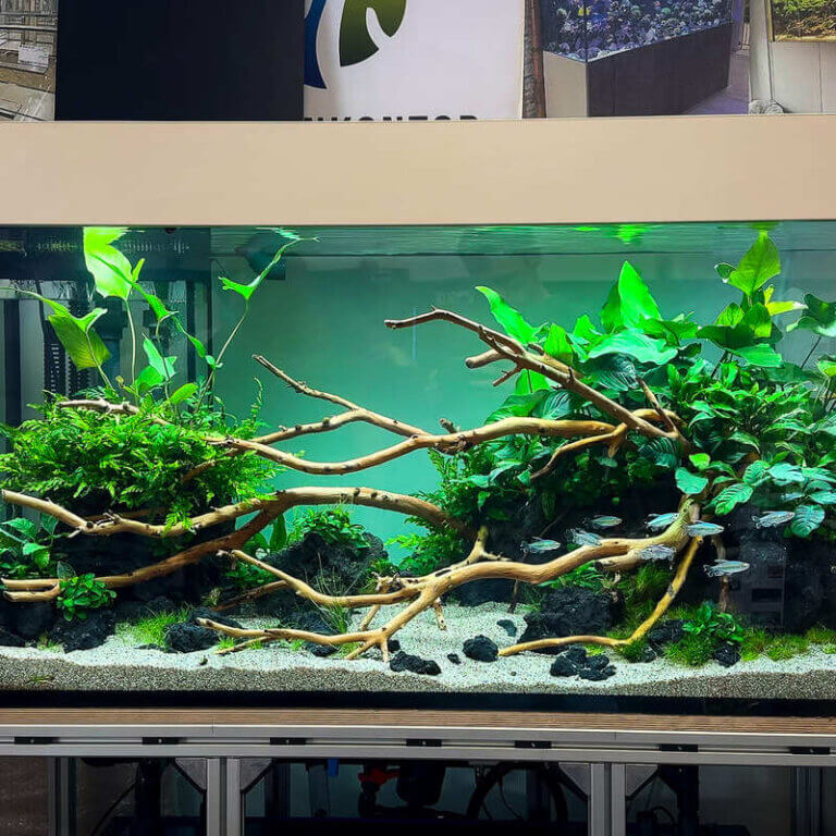 Großes bepflanztes Aquarium ab 300 Liter mit Wurzeln und Kongosalmlern
