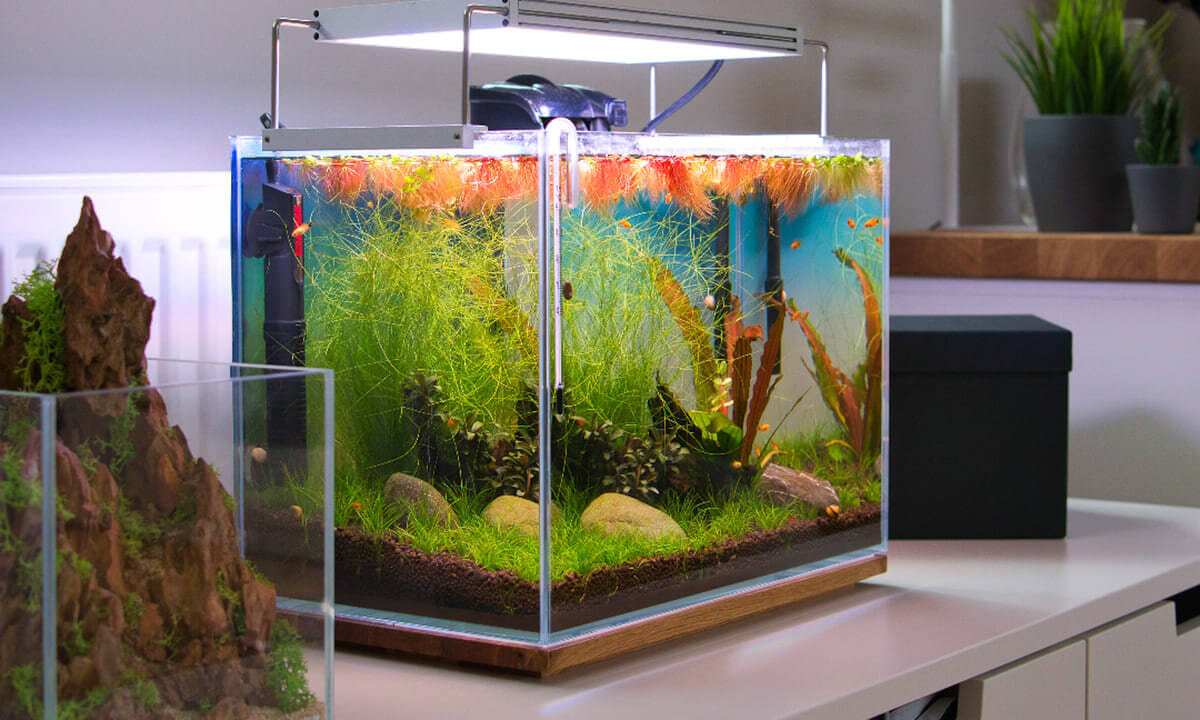 Heizstab in einem Nano-Aquarium richtig platzieren