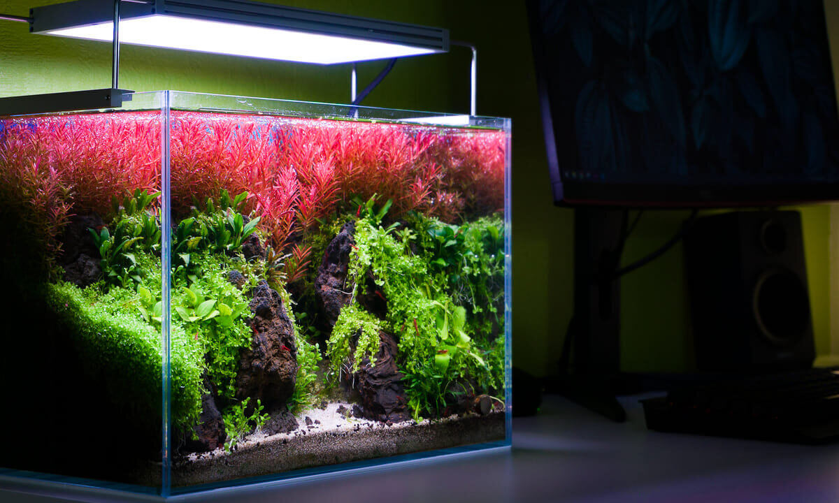 Kleines Aquarium mit Pflanzen und Beleuchtung