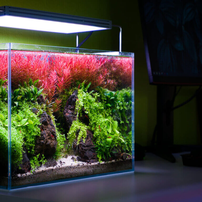 Kleines Aquarium mit Pflanzen und Beleuchtung