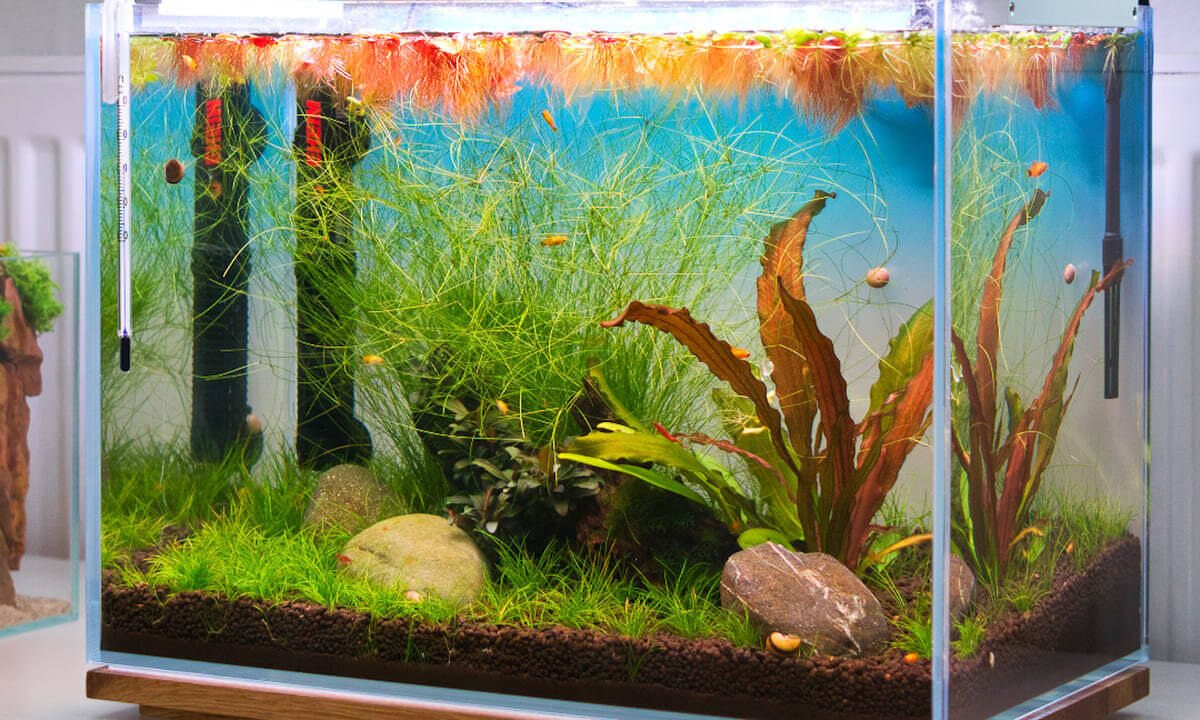 Heizstab und Thermometer in einem kleinen Aquarium
