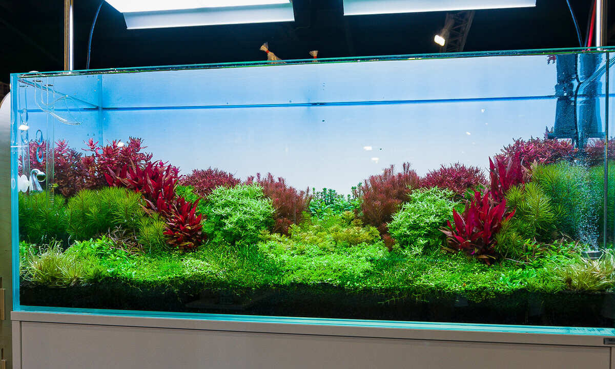 Ein großes Aquarium im holländischen Stil mit akkurat geordneten Pflanzenstraßen aus roten und grünen Stängelpflanzen