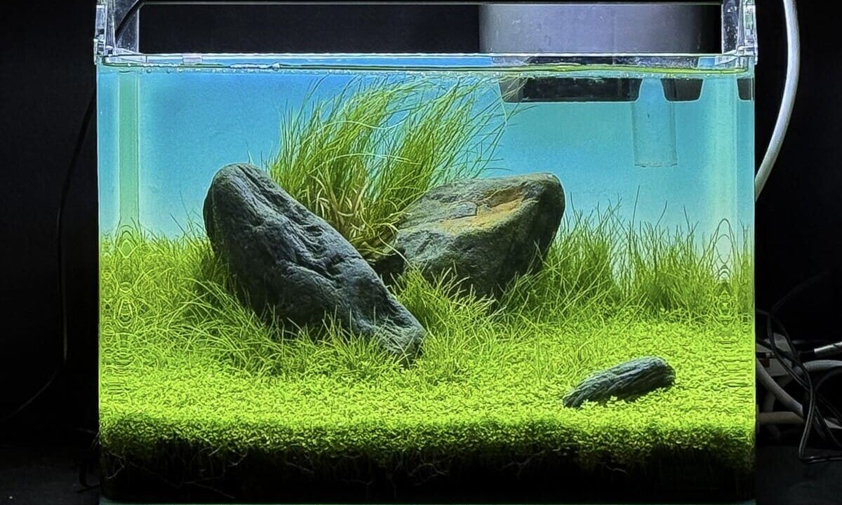 Minimalistisches Iwagumi-Aquascape mit drei markanten, dunklen Steinen inmitten eines dichten, hellgrünen Bodendecker-Teppichs