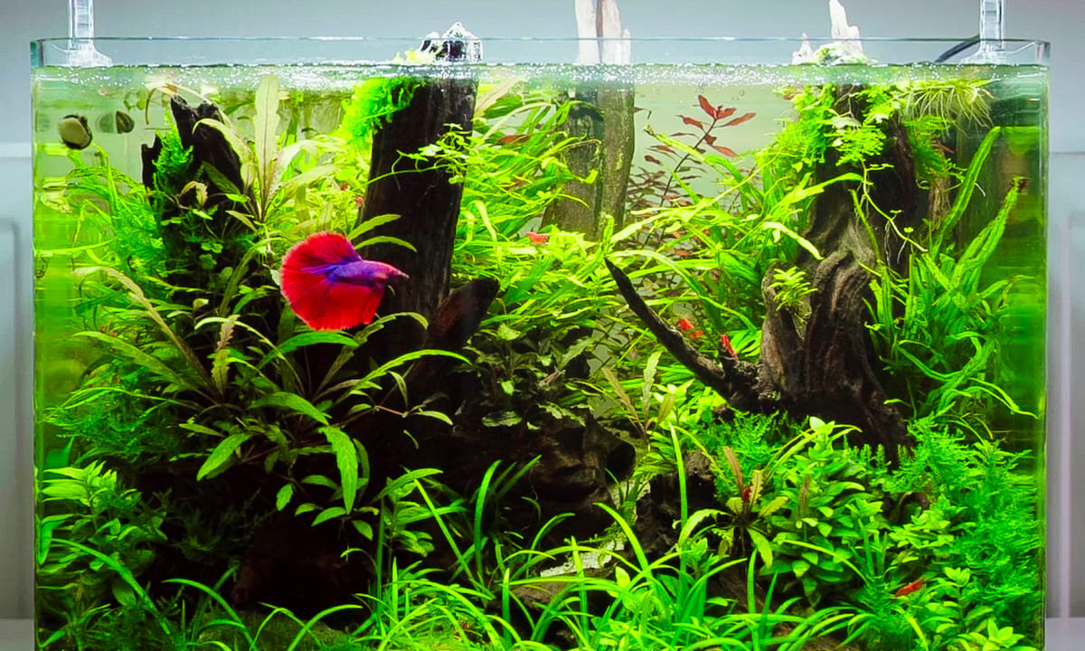 Ein dicht bepflanztes Nano-Aquarium im Dschungel-Stil mit einer urigen Wurzel, schattigen Zonen und einem roten Kampffisch