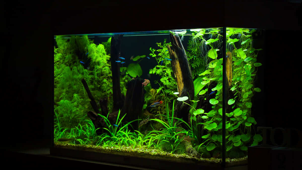 Südamerika-inspiriertes Aquascape im Juwel Rio 125 aus schräger Perspektive