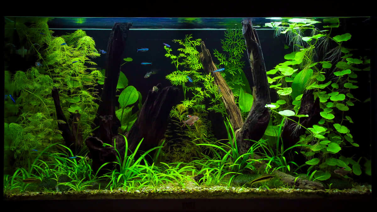 Juwel Rio 125 Naturaquarium mit Wurzeln, Wasserpflanzen und südamerika-inspiriertem Layout