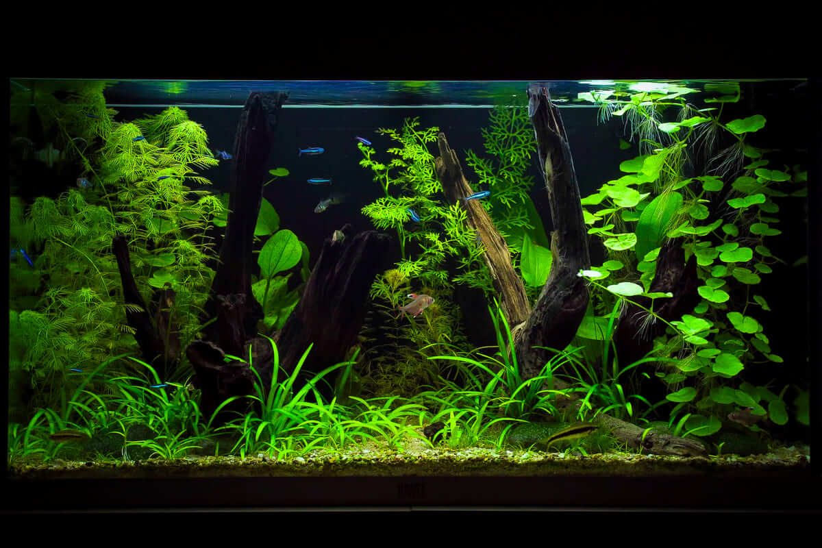 Juwel Rio 125 Naturaquarium mit Wurzeln, Wasserpflanzen und südamerika-inspiriertem Layout