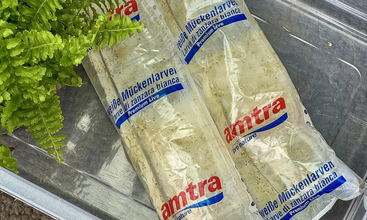 Lebendfutter mit weißen Mückenlarven für Aquarienfische
