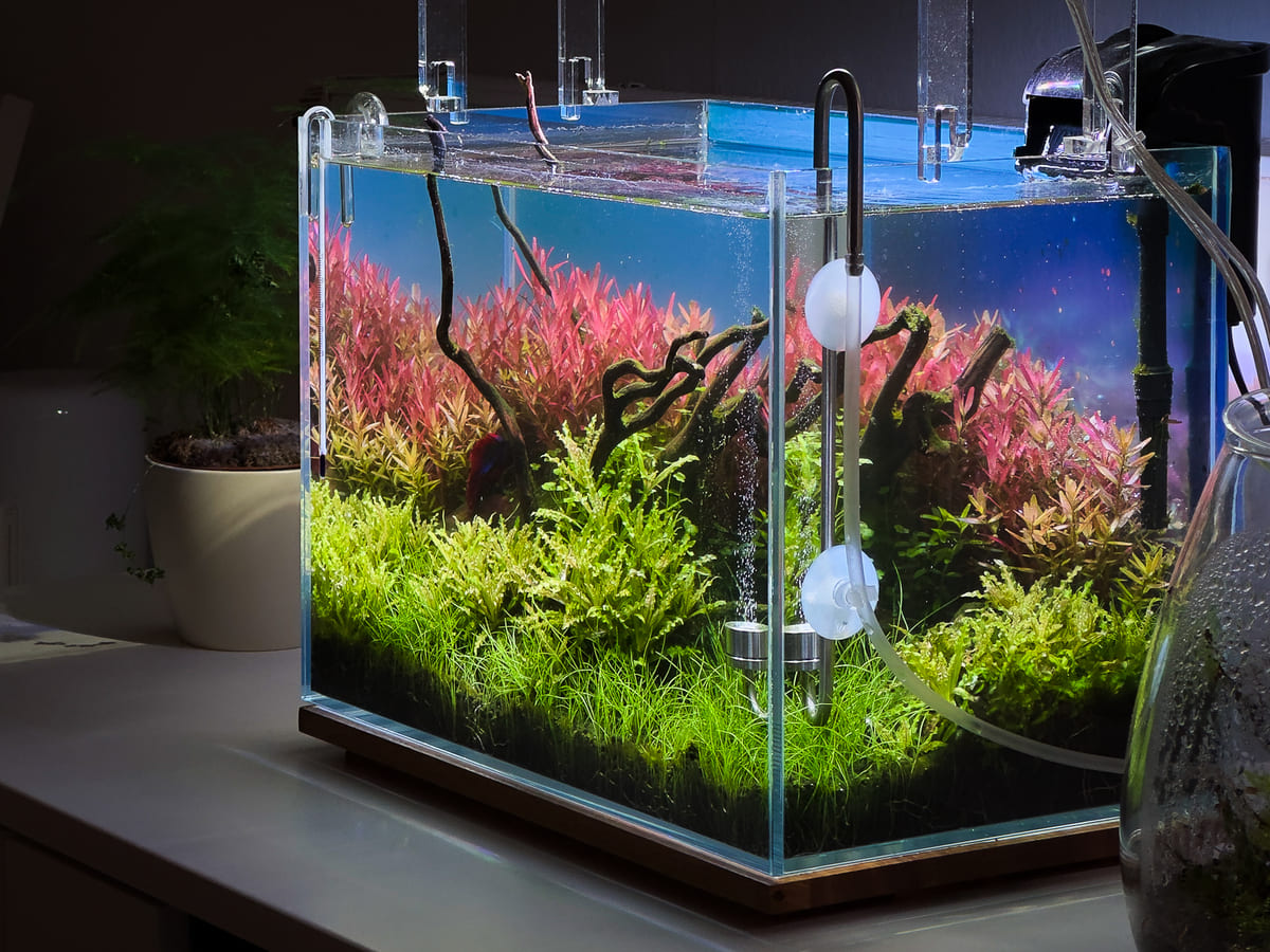 Seitenansicht eines bepflanzten Mini M Aquariums mit roten Pflanzen und Wurzelholz